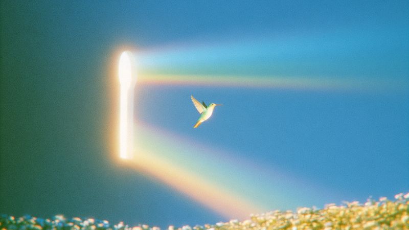 A hummingbird flying past a glowing doorway of light that splits into a rainbow, above a field of white flowers